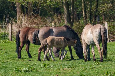 Alman muensterland vahşi atları