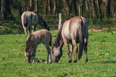 Alman muensterland vahşi atları