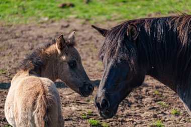 Alman muensterland vahşi atları