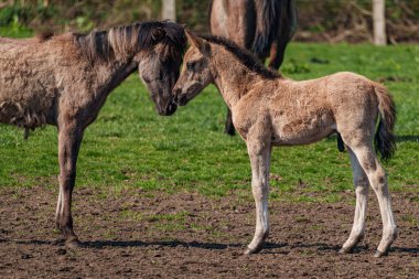 Alman muensterland vahşi atları