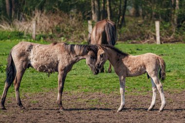 Alman muensterland vahşi atları