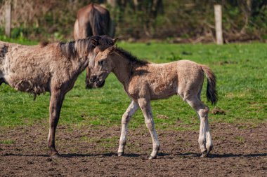 Alman muensterland vahşi atları