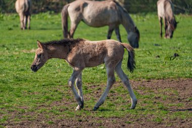 Alman muensterland vahşi atları
