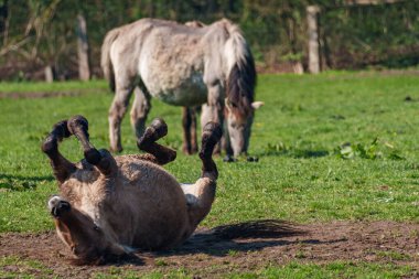 Alman muensterland vahşi atları