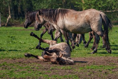 Alman muensterland vahşi atları