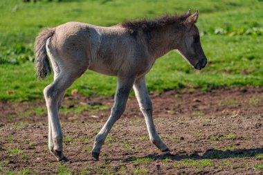 Alman muensterland vahşi atları