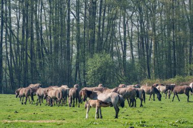 Alman muensterland vahşi atları