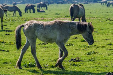 Alman muensterland vahşi atları