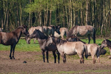 Alman muensterland vahşi atları