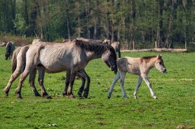 Alman muensterland vahşi atları