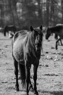Alman muensterland vahşi atları