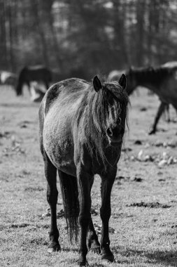Alman muensterland vahşi atları
