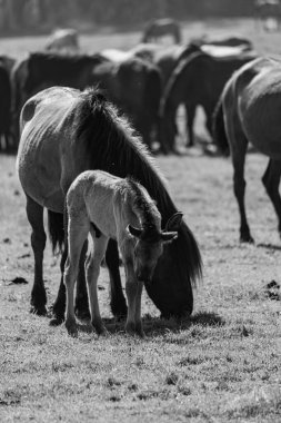 Vahşi atlar Westphalia 'da