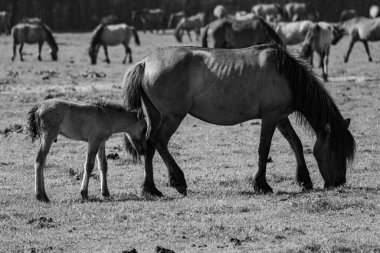 Vahşi atlar Westphalia 'da