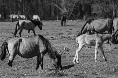 Vahşi atlar Westphalia 'da