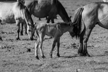 Vahşi atlar Westphalia 'da