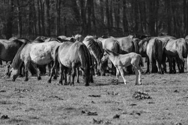 Vahşi atlar Westphalia 'da