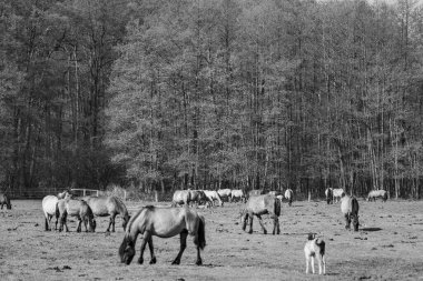 Vahşi atlar Westphalia 'da