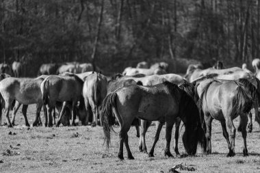 Vahşi atlar Westphalia 'da
