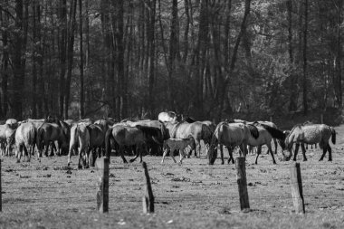 Vahşi atlar Westphalia 'da
