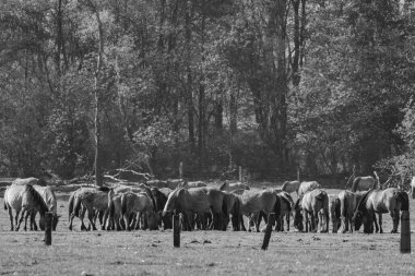 Vahşi atlar Westphalia 'da