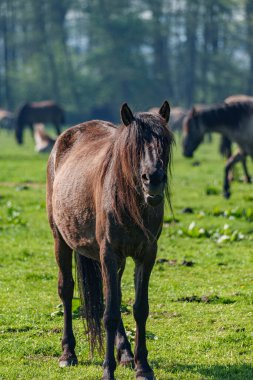 Vahşi atlar Westphalia 'da