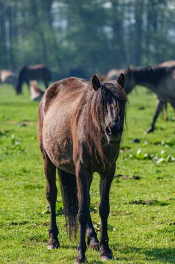 Vahşi atlar Westphalia 'da
