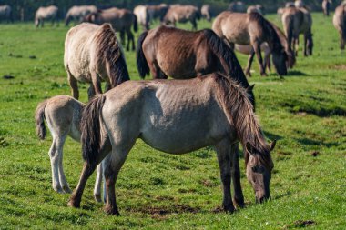 Vahşi atlar Westphalia 'da