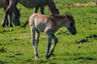 Vahşi atlar Westphalia 'da