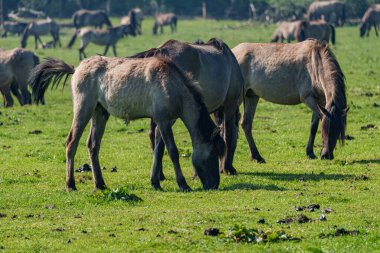Vahşi atlar Westphalia 'da