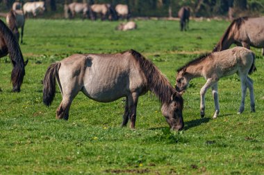Vahşi atlar Westphalia 'da