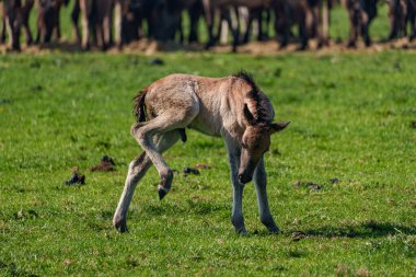 Vahşi atlar Westphalia 'da