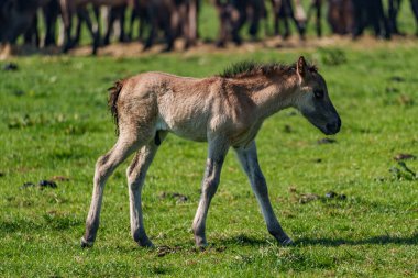 Vahşi atlar Westphalia 'da