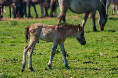 Vahşi atlar Westphalia 'da