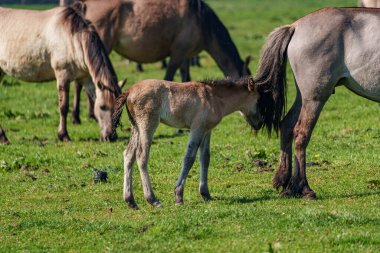 Vahşi atlar Westphalia 'da