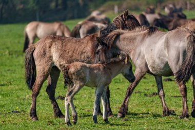 Vahşi atlar Westphalia 'da