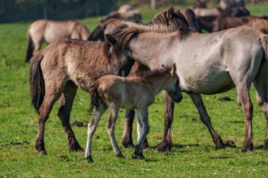 Vahşi atlar Westphalia 'da