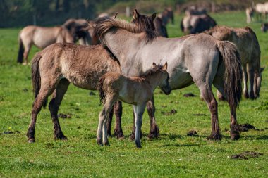 Vahşi atlar Westphalia 'da