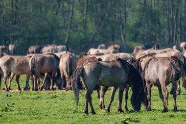 Vahşi atlar Westphalia 'da