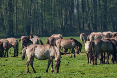 Vahşi atlar Westphalia 'da