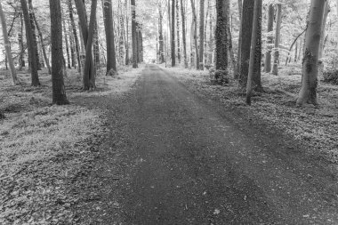 Westphalia 'da bahar mevsimi Suedlohn yakınlarında