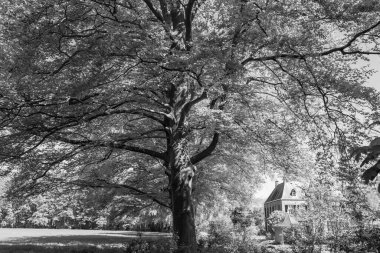 Hollanda 'da Vorden yakınlarındaki manzara.