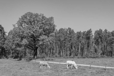 Hollanda 'da Vorden yakınlarındaki manzara.