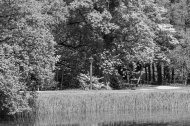 Hollanda 'da Vorden yakınlarındaki manzara.