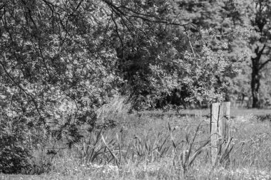 Hollanda 'da Vorden yakınlarındaki manzara.