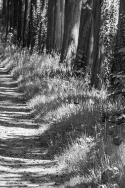 Hollanda 'da Vorden yakınlarındaki manzara.