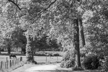 Hollanda 'da Vorden yakınlarındaki manzara.