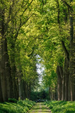 Vorden yakınlarında bahar zamanı Hollanda gelderland 'ında