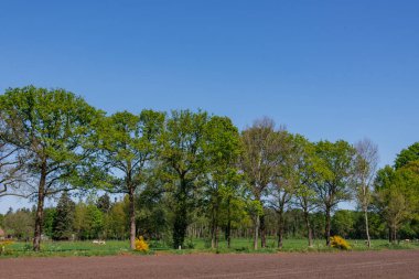 Vorden yakınlarında bahar zamanı Hollanda gelderland 'ında