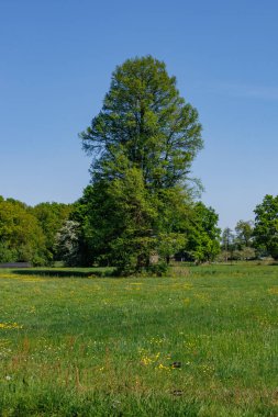 Vorden yakınlarında bahar zamanı Hollanda gelderland 'ında
